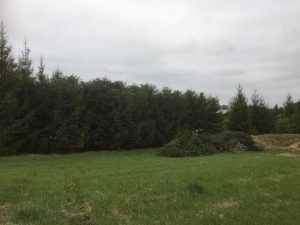 Medžių genėjimas